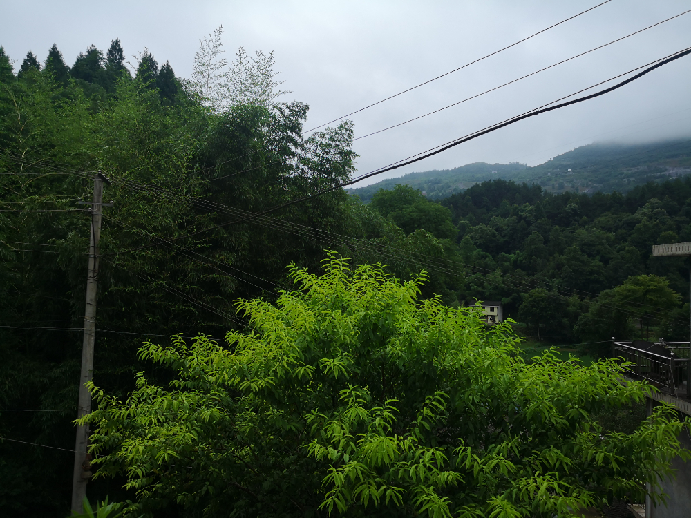 IMG_20200703_110536.jpg