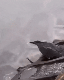 006I6ye1gy1g327d62t59g307408wkjo (1).gif